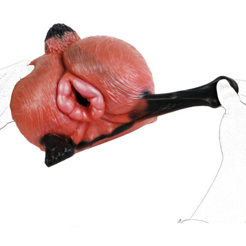 Fox Pussy Torso Buttocks Sex Doll - Image 11